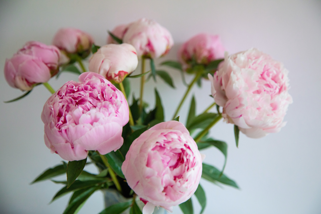 How to Get Your Peonies to Open Faster Interflora Blog