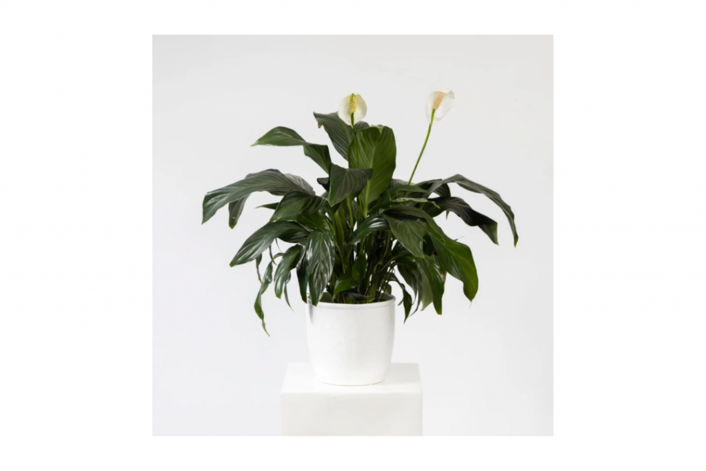 Father's Day Gift Guide: Seasonal Plant
