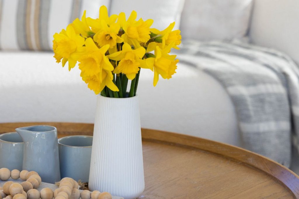 how to care for daffodils
